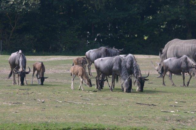 19 ovo_zoo 2016-09-06 121.jpg